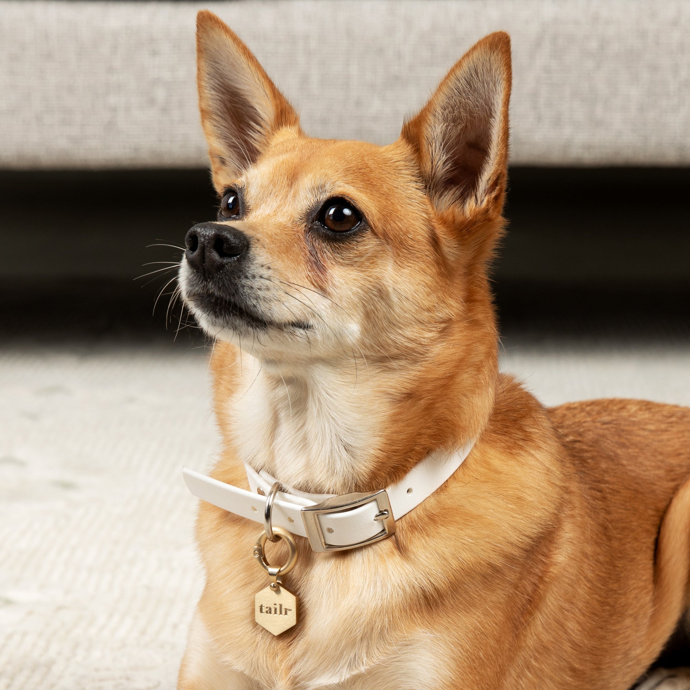 Tailr Classic Pet Tag