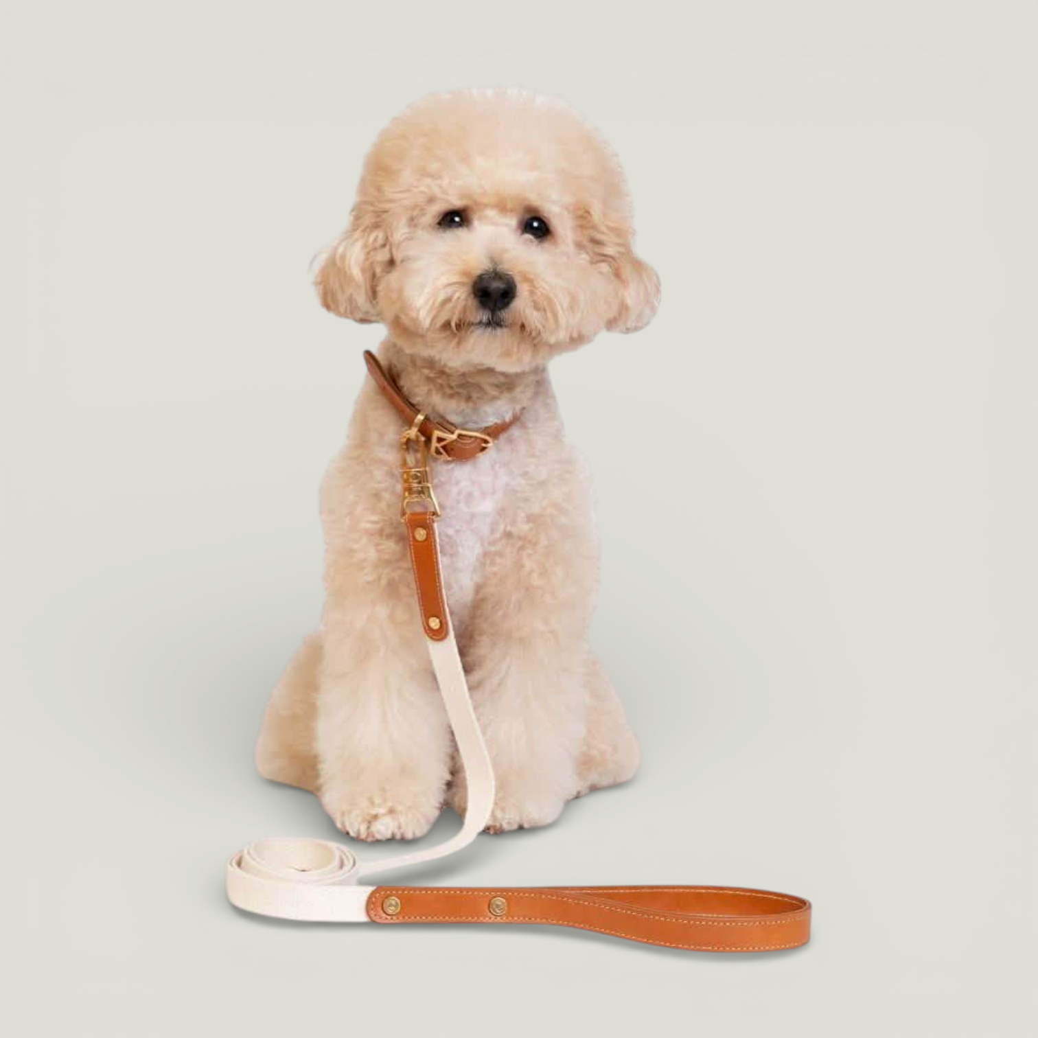 ROMA Collar view 12 – Nala's Pet Boutique