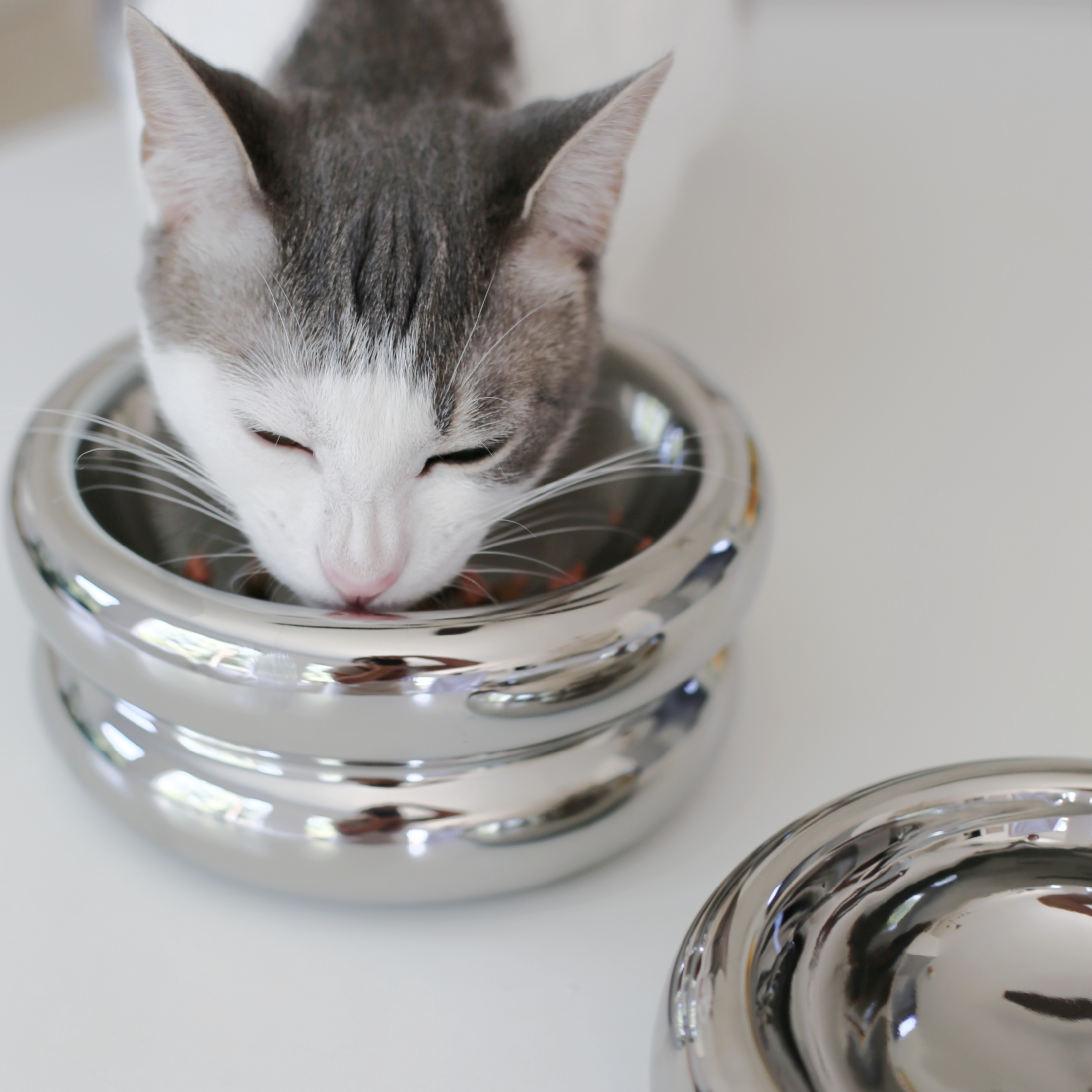Halo Cat Bowl