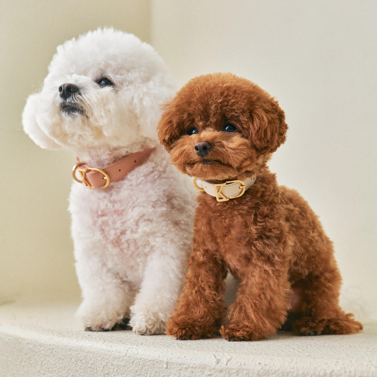 MACARON Collar view 11 – Nala's Pet Boutique