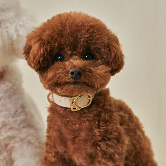 MACARON Collar angle view – Nala's Pet Boutique