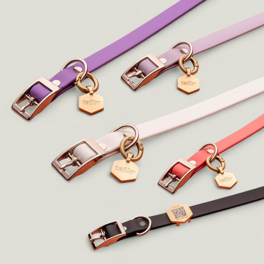 Tailr Everyday Collar
