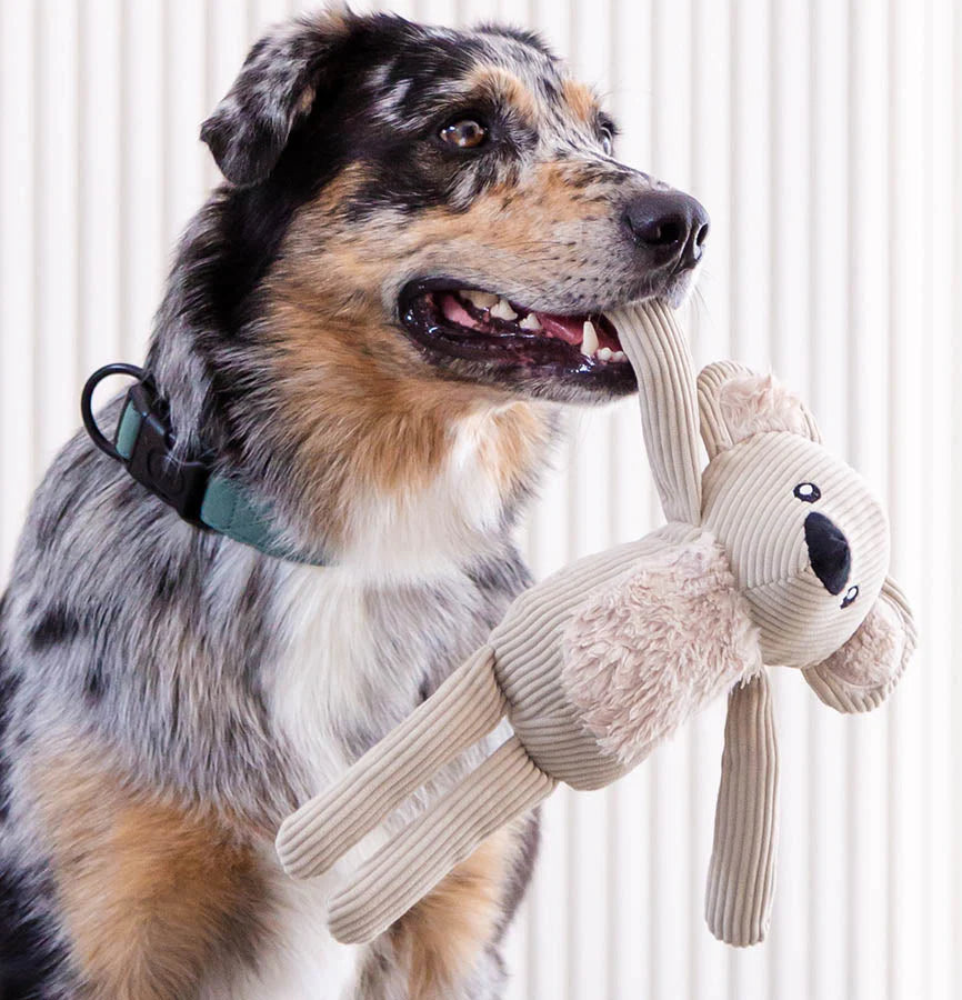 Sandstone Koala in Toy Resized – Nala's Pet Boutique